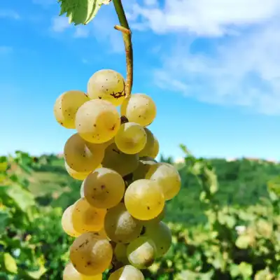 Slovenija vinorodna dežela