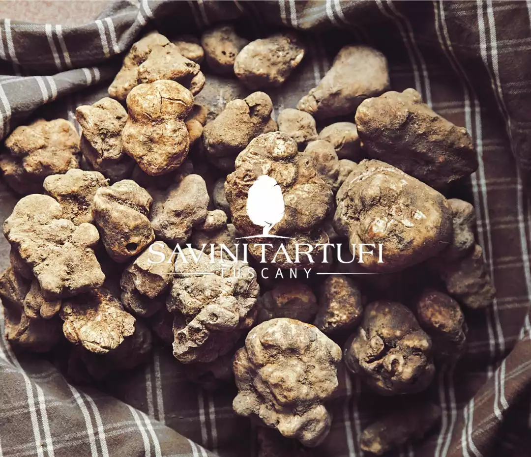  SAVINI TARTUFI