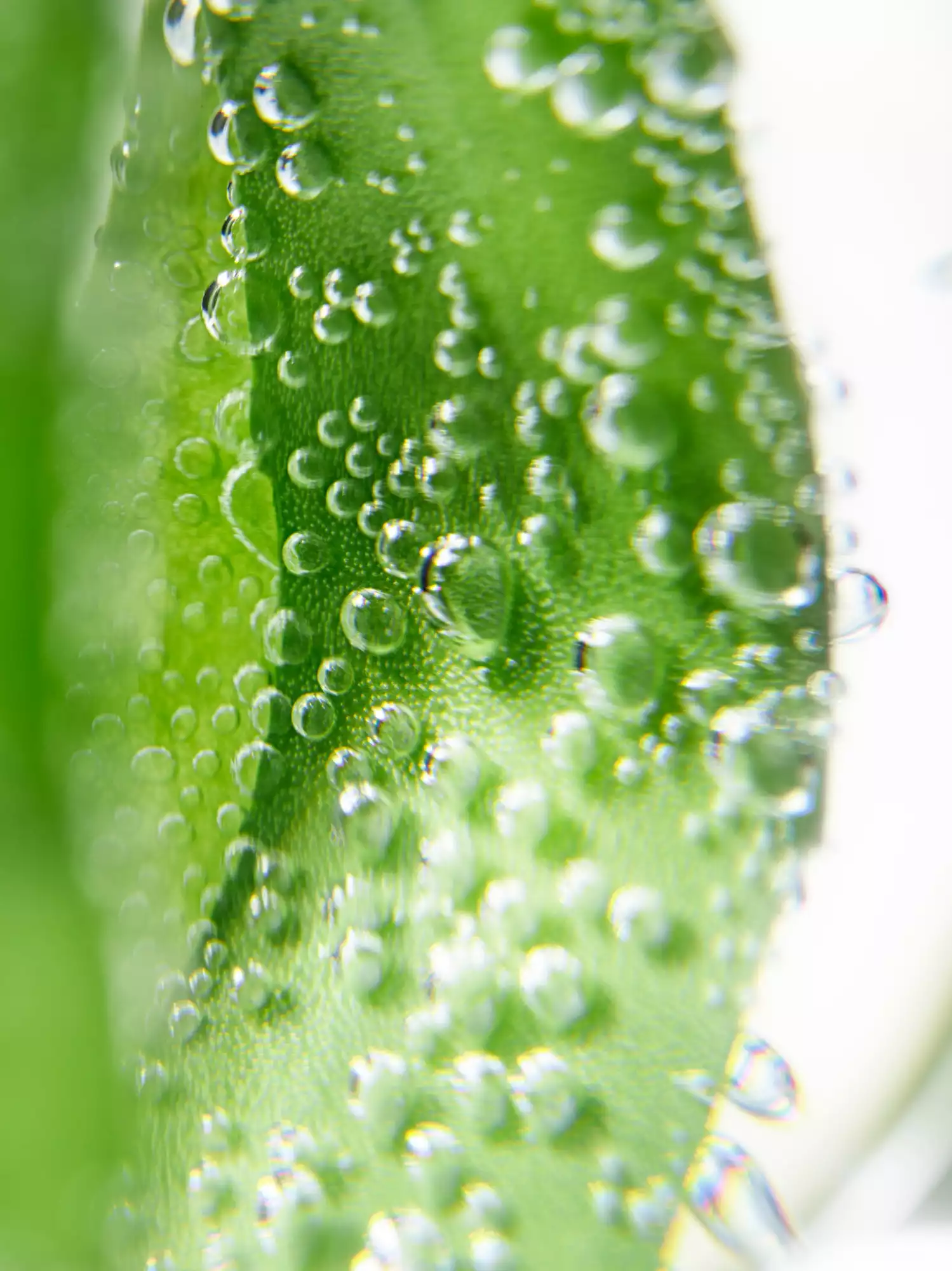 114200_visual_ambiance_Ecological_Compound_1S2023_5.jpg
