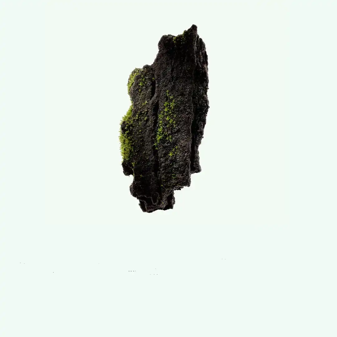 Corpus.com_ScentFlatlay_2025_CedarFlora.jpg