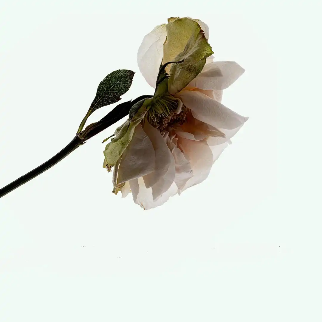 Corpus.com_ScentFlatlay_2025_ThirdRose_cc343947-ccce-4326-bfe2-20ad1acb23a9.jpg