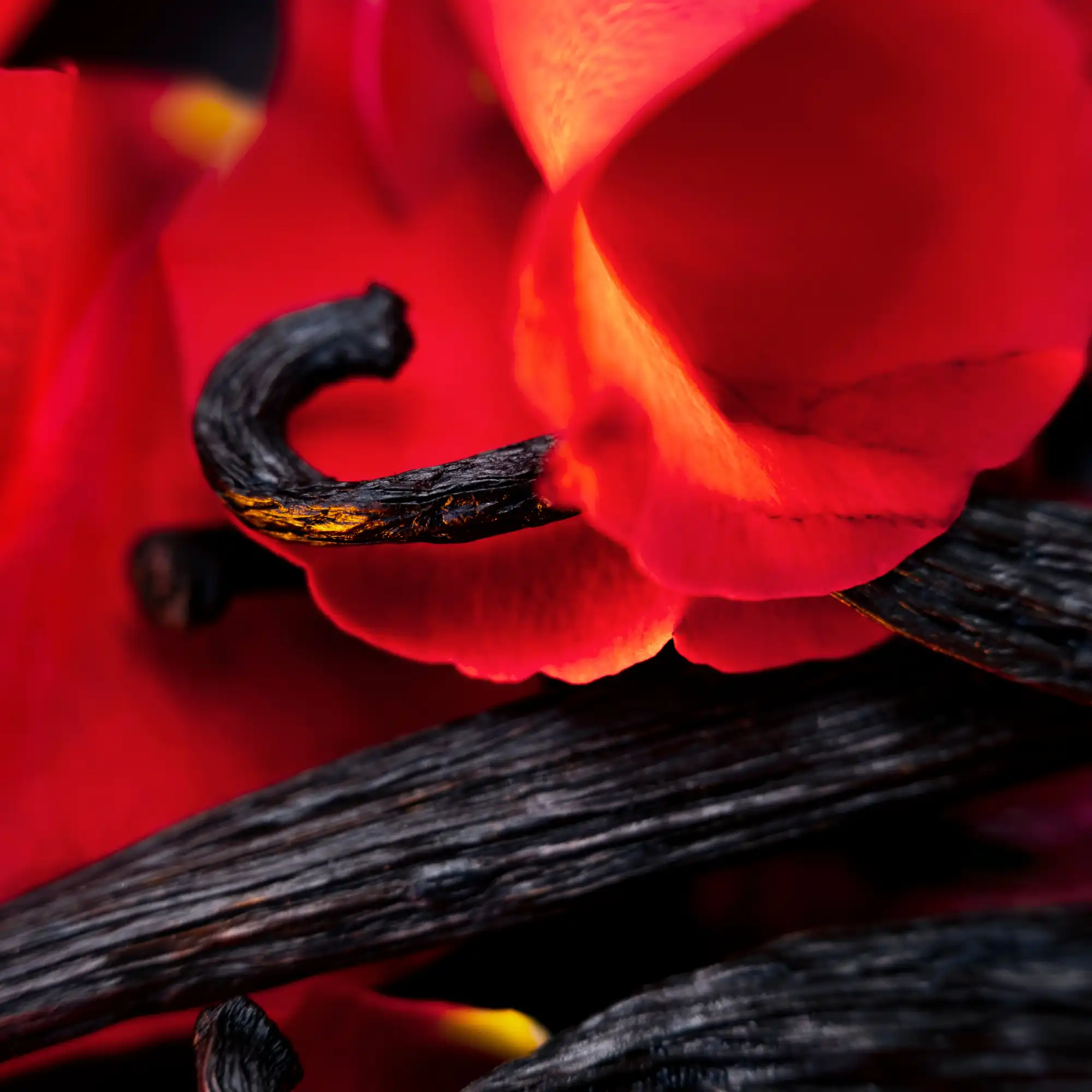 Maison_Crivelli_Hibiscus_Mahajad_mood_2.png