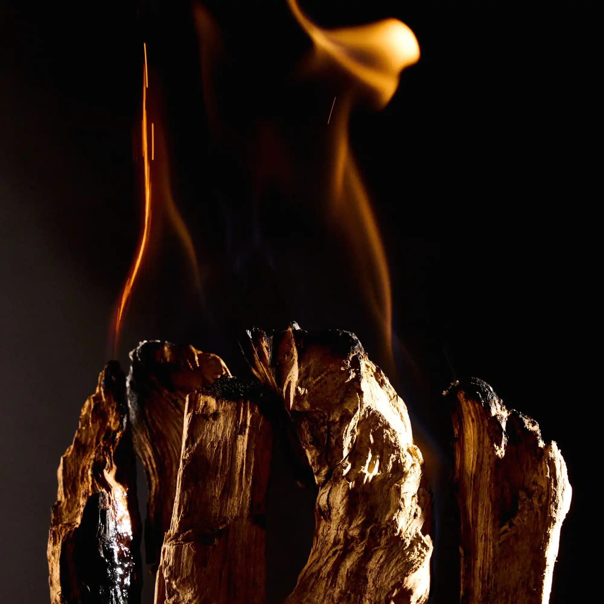 Maison_Crivelli_Oud_Stallion_mood_2.jpg