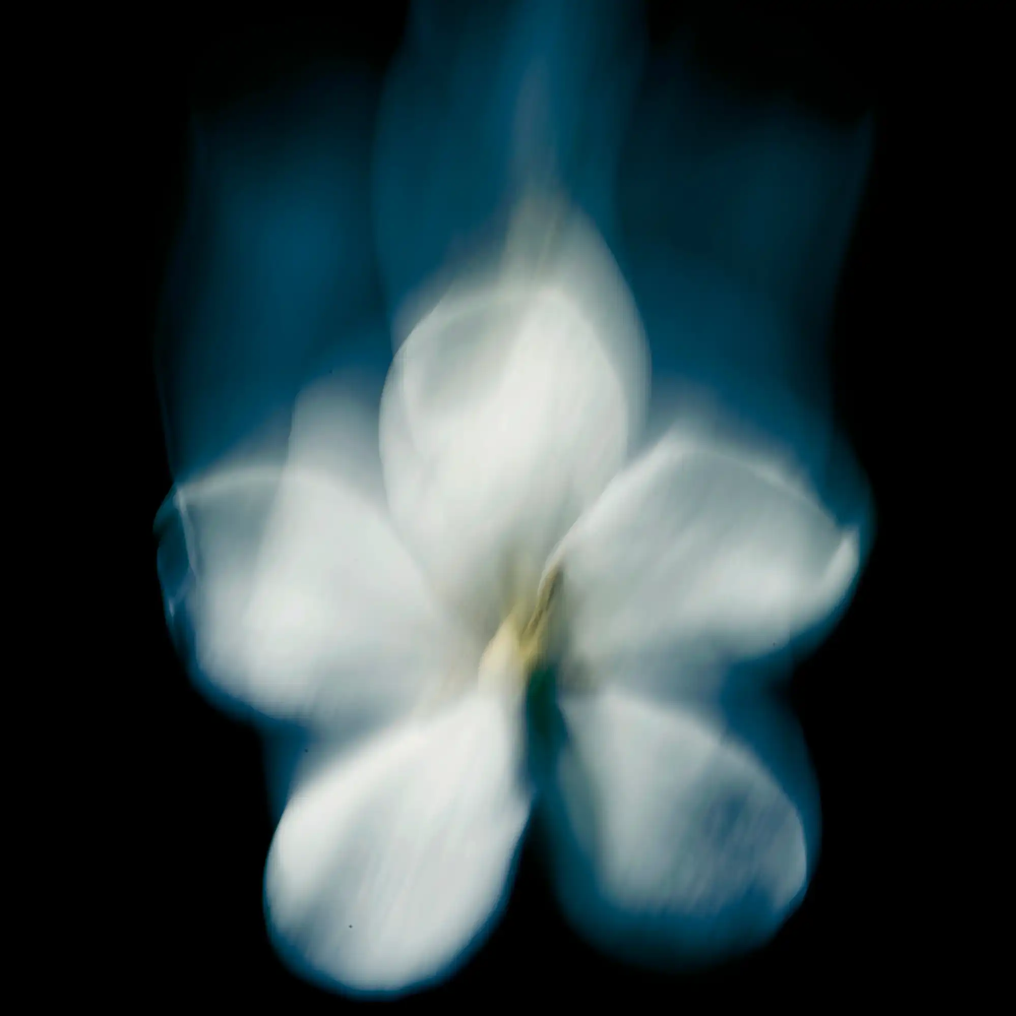 Maison_Crivelli_Patchouli_Magnetik_mood_2.jpg