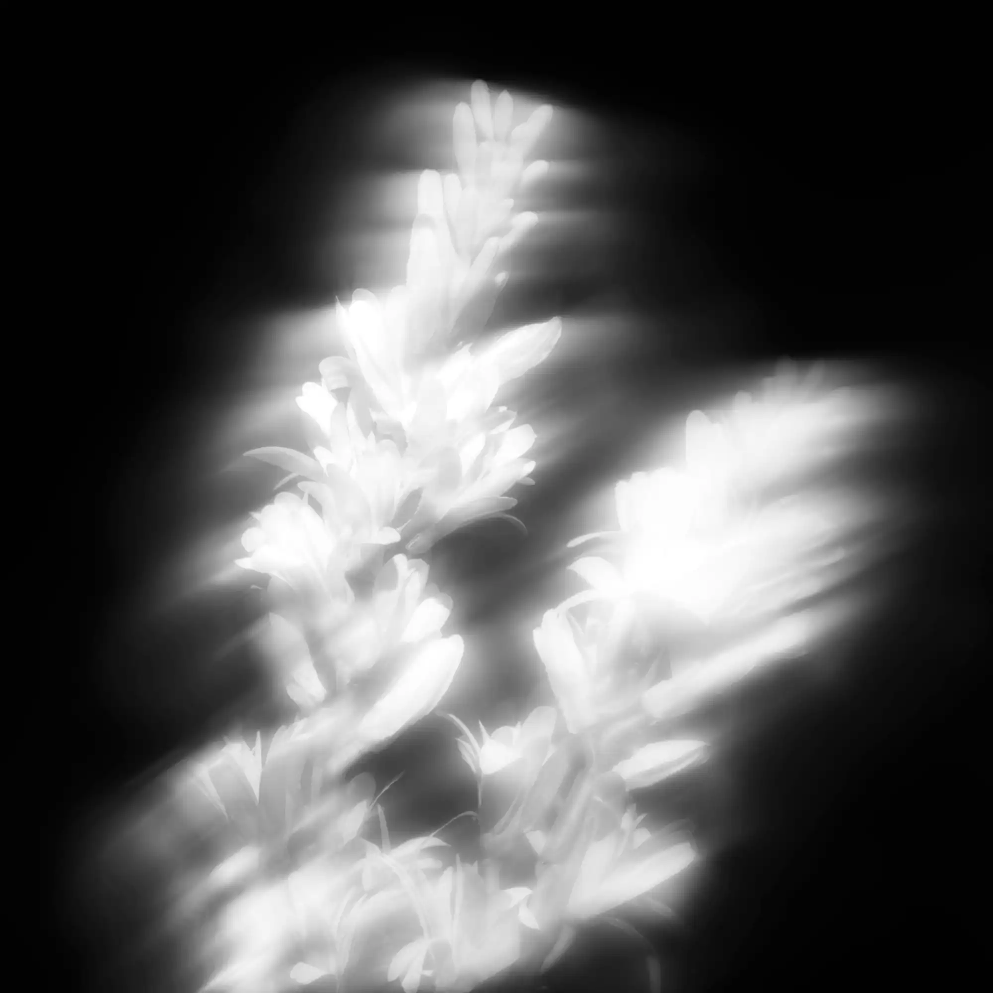 Maison_Crivelli_Tubereuse_Astrale_mood_2.jpg