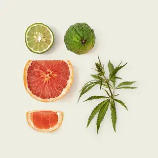 Nocologne_Ingredients-1_Dve-Studiokopieren_6eb69a6d-267a-404b-a810-5377f3d6dda7.webp