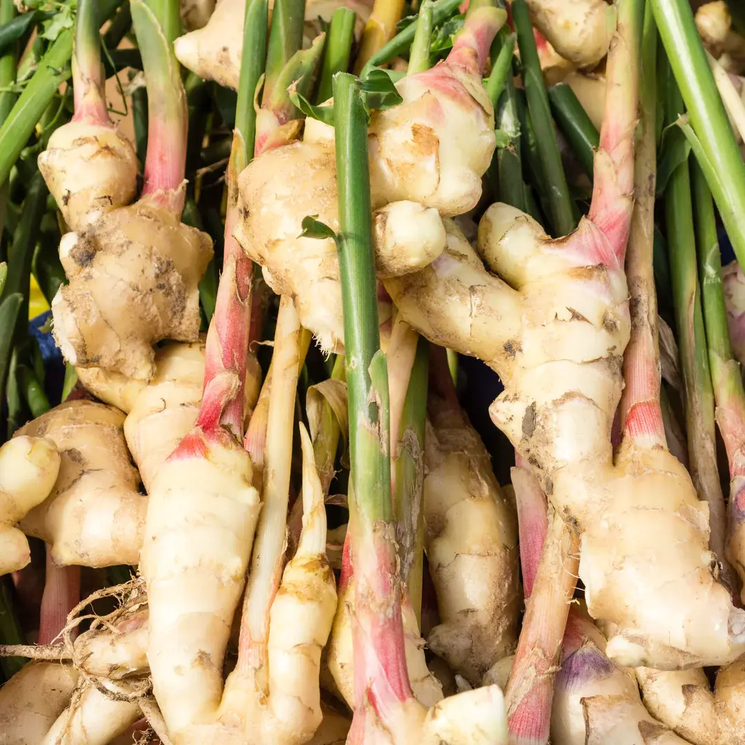iStock-534722361_1_1080x.webp